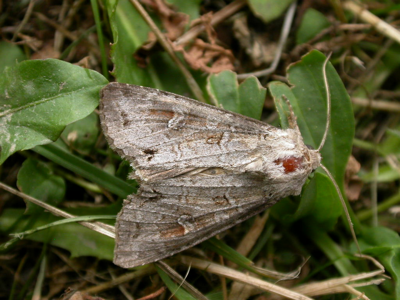 Etrangère (L')