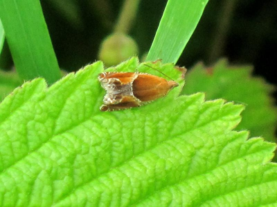 Ancylis obtusana