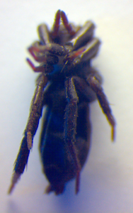 Drassyllus praeficus