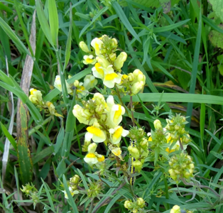 Cléophane platyptère (La)