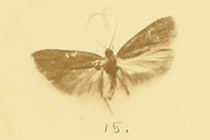 Homaloxestis briantiella