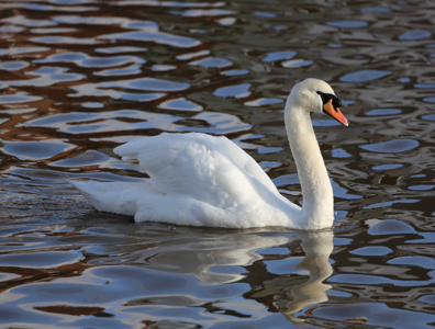 Cygne tuberculé