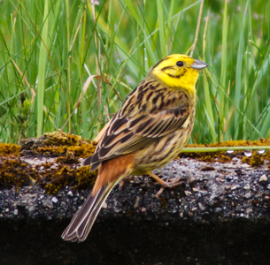Bruant jaune
