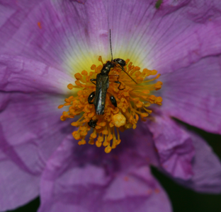 Oedemera barbara