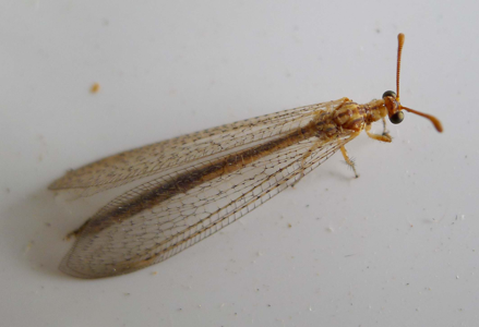 Myrmeleon inconspicuus