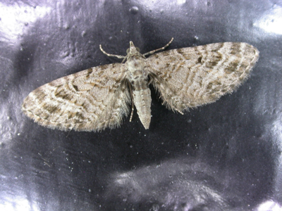 Eupithécie sagittée (L')
