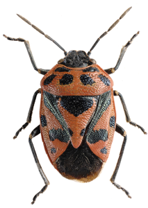 Eurydema ornata