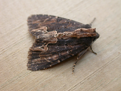 Noctuelle hérissée (La)