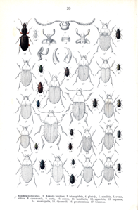 Amara praetermissa