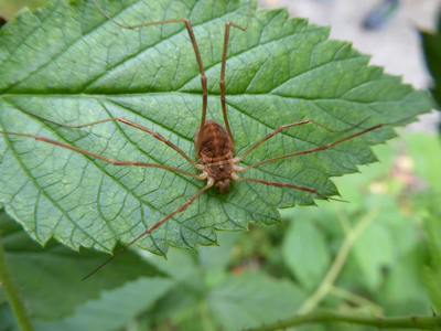 Mitopus morio