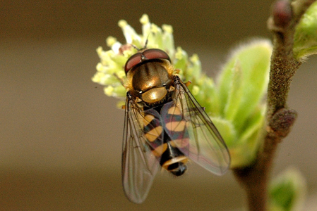 Parasyrphus punctulatus