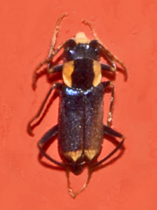 Clanoptilus marginellus