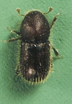 Coccotrypes dactyliperda