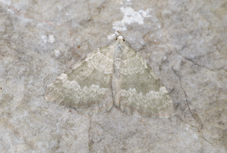 Cidarie glauque (La)