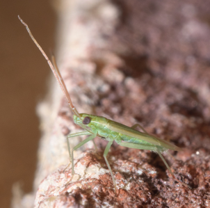 Trigonotylus caelestialium