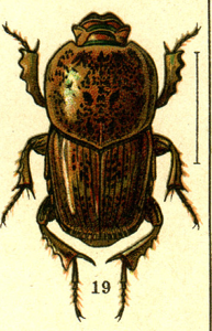 Euoniticellus pallipes