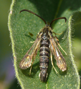 Sésie ichneumon (La)