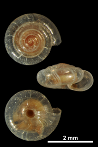 Cristalline ombiliquée