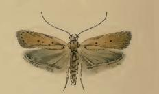 Agonopterix nodiflorella