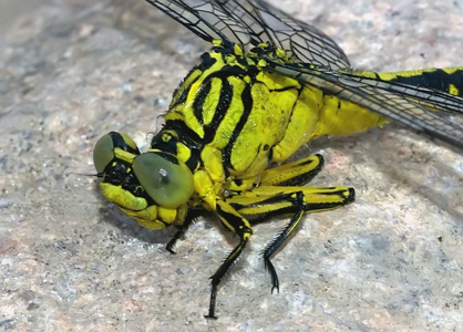 Gomphe à pattes jaunes (Le)