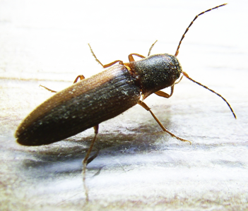Dalopius marginatus