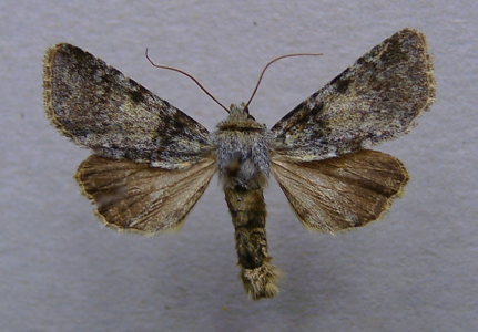 Noctuelle bleue (La)