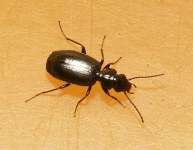 Syntomus truncatellus