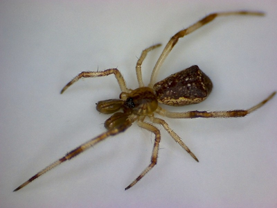 Episinus angulatus