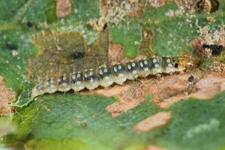 Ancylis mitterbacheriana