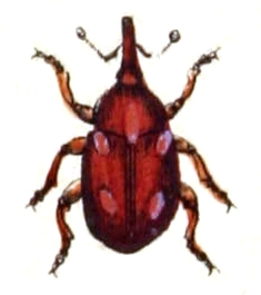 Tychius quinquepunctatus