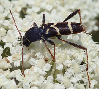 Clytus lama
