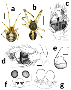 Theridion harmsi