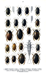 Agabus conspersus