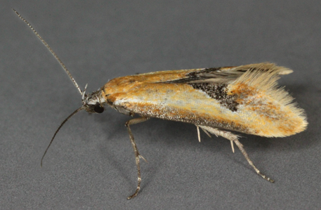 Batia lambdella