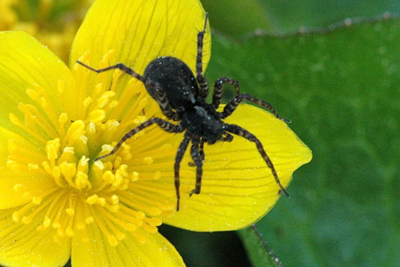 Pardosa hortensis