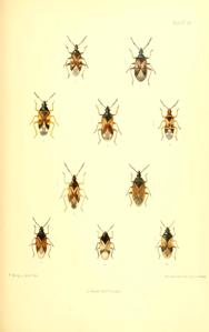 Anthocoris nemoralis