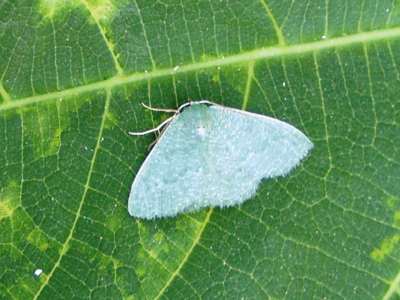Phalène verte des Ombellifères (La)