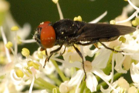 Eumerus ornatus