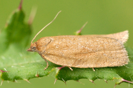 Clepsis consimilana