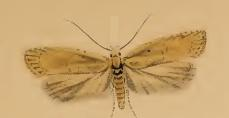 Agonopterix assimilella