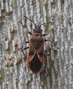 Arocatus roeselii