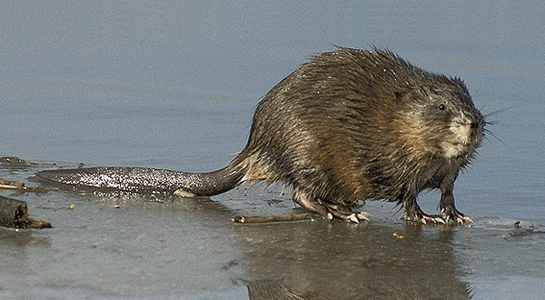 Rat musqué
