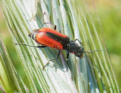 Malachius aeneus