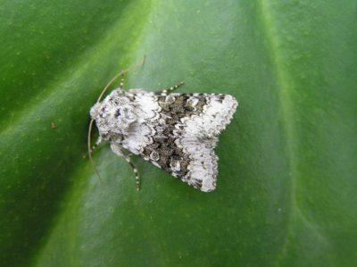 Noctuelle sereine (La)