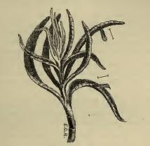 Urodeta hibernella