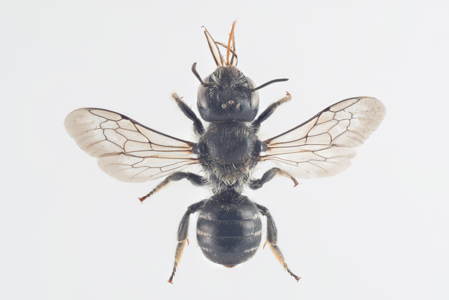 Hoplitis claviventris