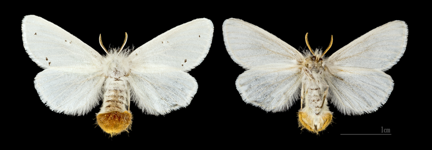 Cul-brun (Le)