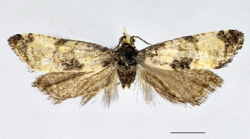 Cochylis dubitana
