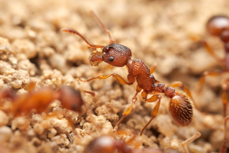 Myrmica sabuleti