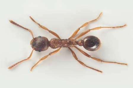 Myrmica ruginodis